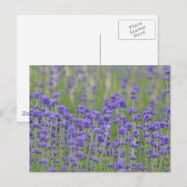 Pretty Lavender Flowers Postcard (Front/Back)