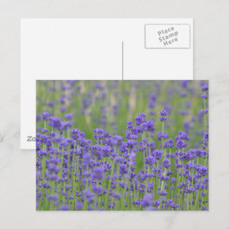 Pretty Lavender Flowers Postcard
