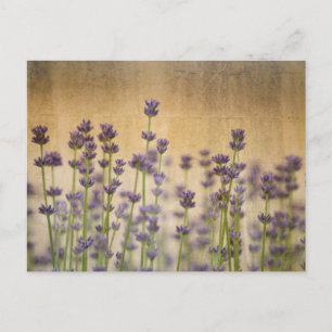 Pretty Lavender Flowers Postcard