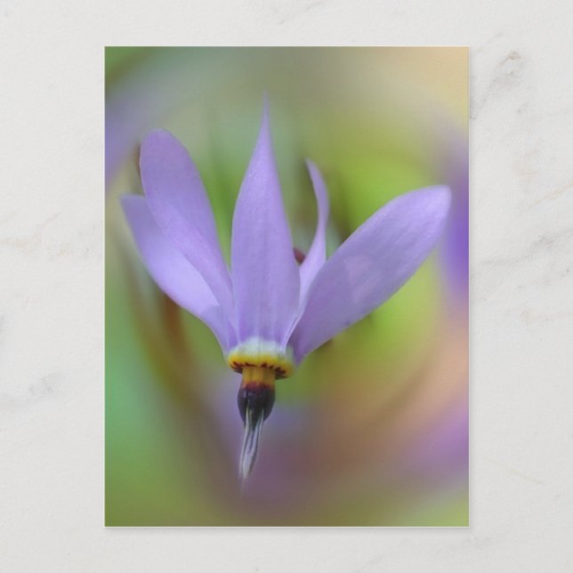 Pretty Lavender Purple Wild Flower Postcard (Front)
