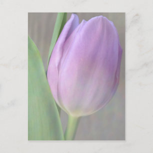 Pretty Lavender Tulip Post Card