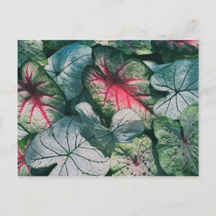 Pretty leaves postcard