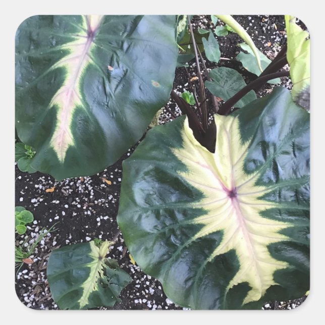 Pretty Leaves Sticker (Front)