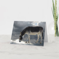 Pretty Little Burro Clouds Heaven - Pet Sympathy