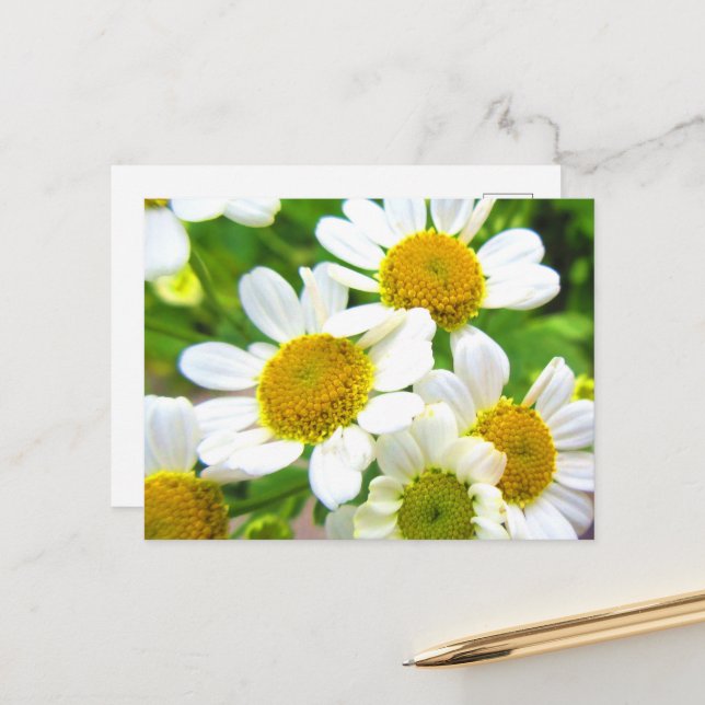 Pretty Little Lawn Daisy Flowers in Sunshine Postcard (Front/Back In Situ)