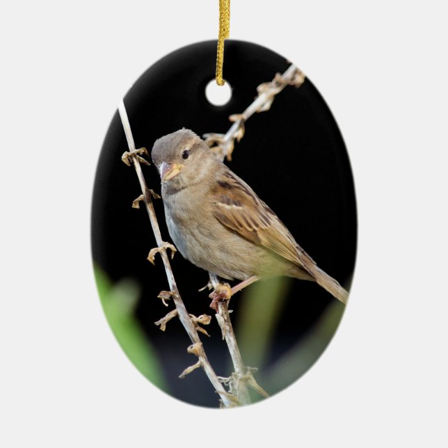 Pretty Little Sparrow Ceramic Tree Decoration (Front)