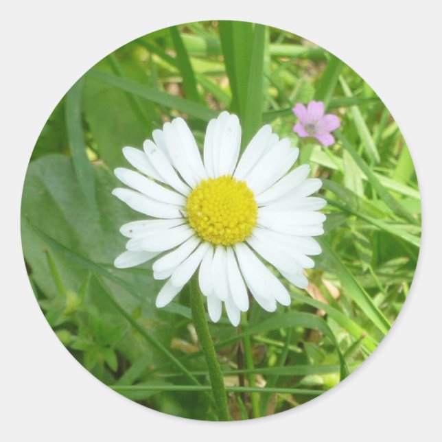 Pretty Little White and Yellow Miniature Daisy Classic Round Sticker (Front)