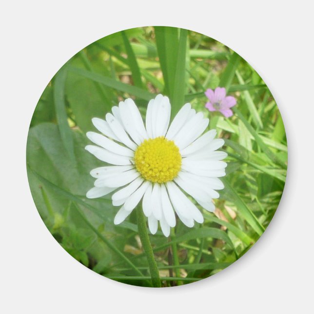 Pretty Little White and Yellow Miniature Daisy Magnet (Front)