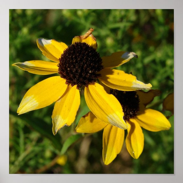 Pretty Little Yellow Flowers Square Poster (Front)