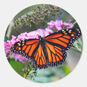 Pretty Monarch Butterfly Photo Classic Round Sticker