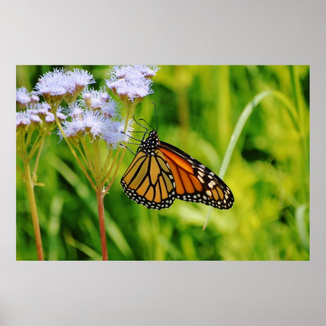 Pretty Monarch Butterfly Photography Art Flower Poster (Front)
