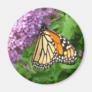 Pretty Monarch ~ magnet