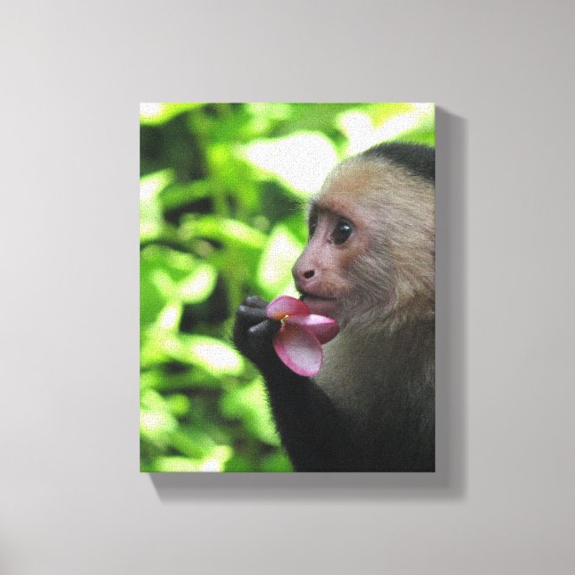 Pretty Monkey Canvas Print (Front)