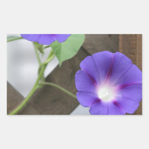 Pretty Morning Glories Rectangular Sticker