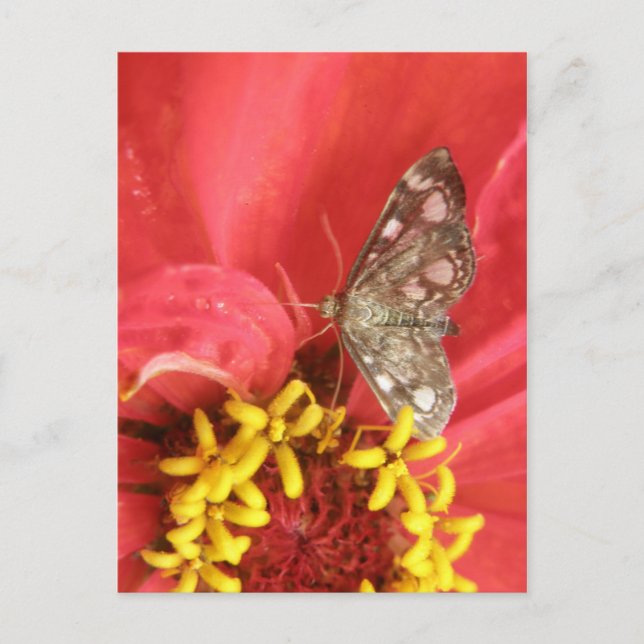 Pretty Moth on Red Flower Postcard (Front)