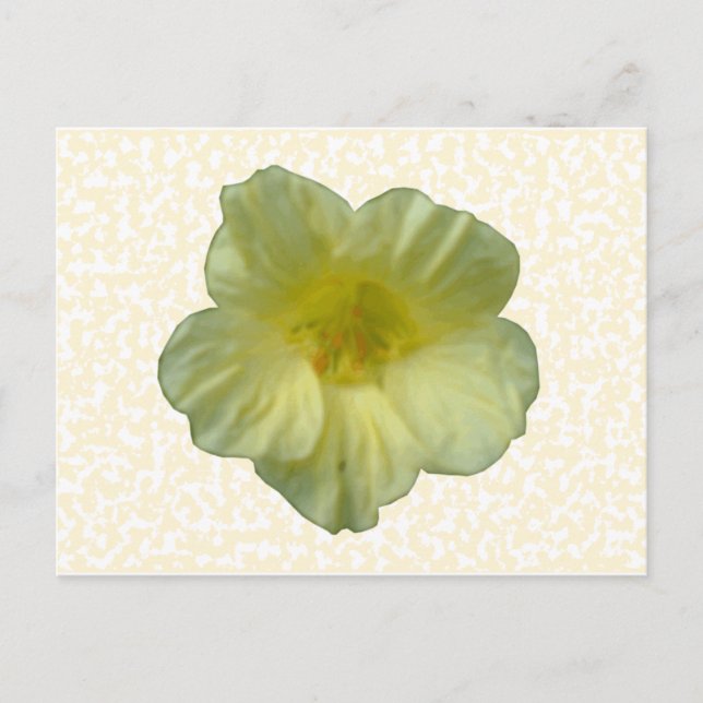 Pretty Nasturtium Flower Postcard (Front)