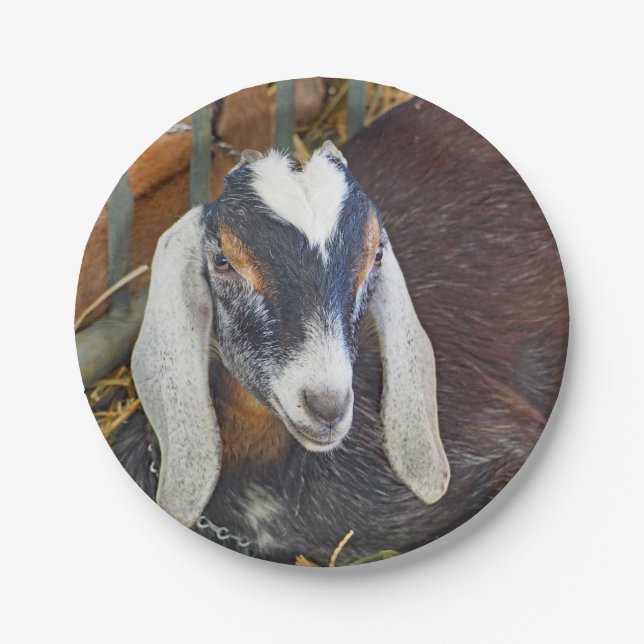 Pretty Nubian Goat Photo Paper Plate (Front)