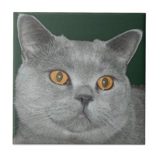 Pretty Orange Eyed  Kitty Tile