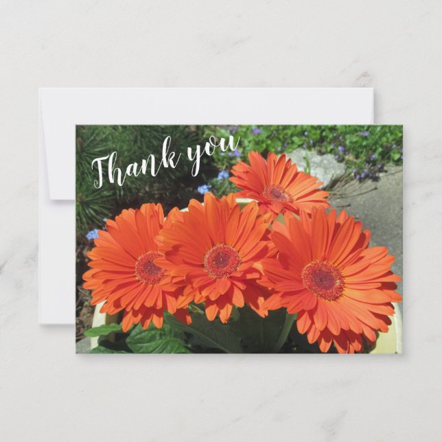 Pretty Orange Gerbera Daisy Photo Handwritten  Tha Thank You Card (Front)