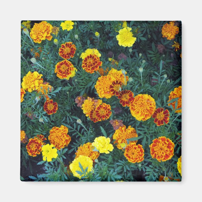 Pretty Orange Marigolds Floral Photo Magnet (Front)