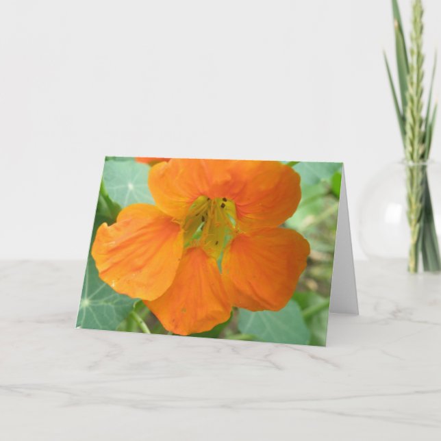 Pretty Orange Nasturtium Flower Greeting Card (Front)