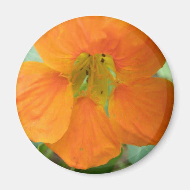 Pretty Orange Nasturtium Flower Magnet (Front)