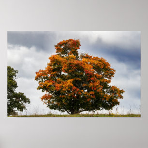Pretty Orange Poster