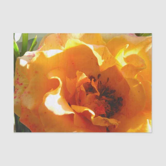 Pretty Orange Rose Tissue Paper (Front)