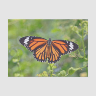 Pretty Orange Striped Butterfly Photo Tissue Paper