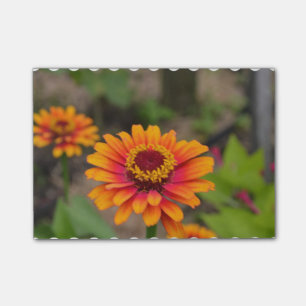 Pretty Orange Zinnia Post-it Notes