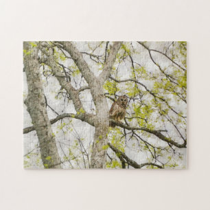 Pretty Owl in a Tree Nature Puzzle