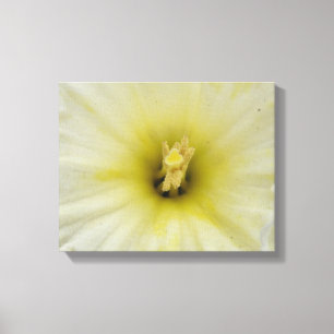 Pretty Pale Daffodil Canvas Print