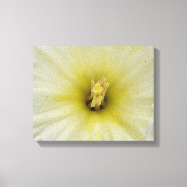 Pretty Pale Daffodil Canvas Print (Front)
