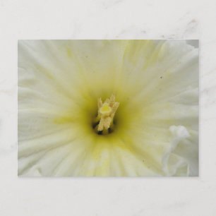 Pretty Pale Daffodil Postcard