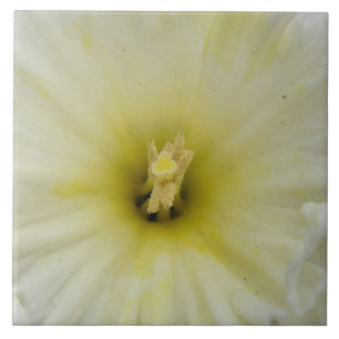 Pretty Pale Daffodil Tile