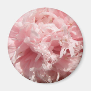 Pretty Pale Pink Poppy Magnet