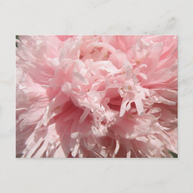 Pretty Pale Pink Poppy Postcard (Front)