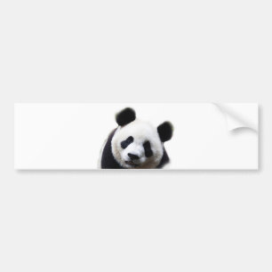 Pretty Panda Artwork Bumper Sticker