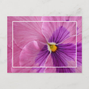 Pretty Pansie Postcard