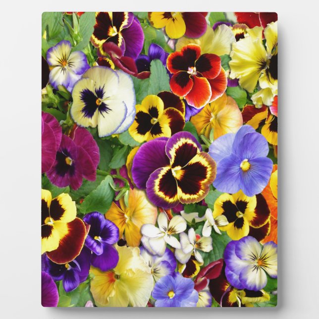Pretty Pansies Plaque (Front)