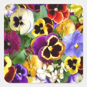 Pretty Pansies Square Sticker