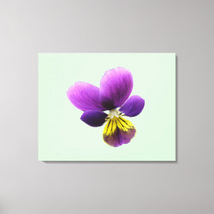 Pretty Pansy Canvas Print