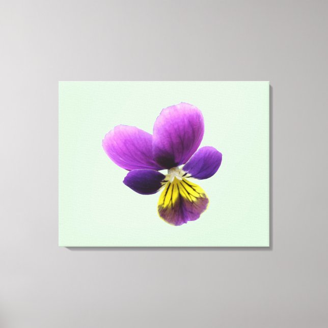 Pretty Pansy Canvas Print (Front)