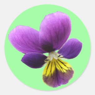Pretty Pansy Sticker