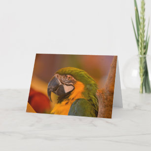 Pretty Parrot Note Card