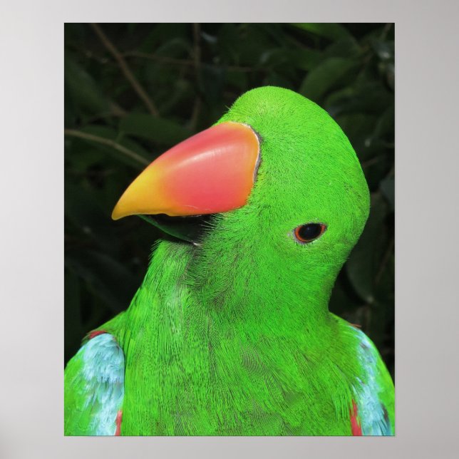 Pretty Parrot Poster (Front)