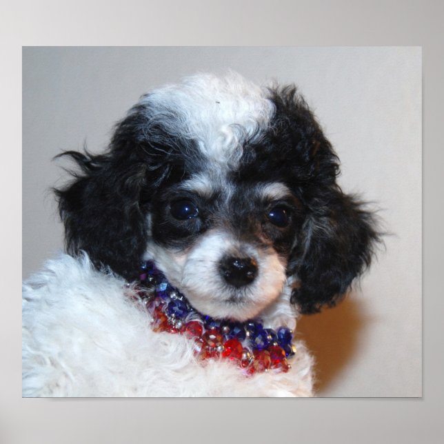 Pretty Parti Poodle Puppy Face Poster (Front)