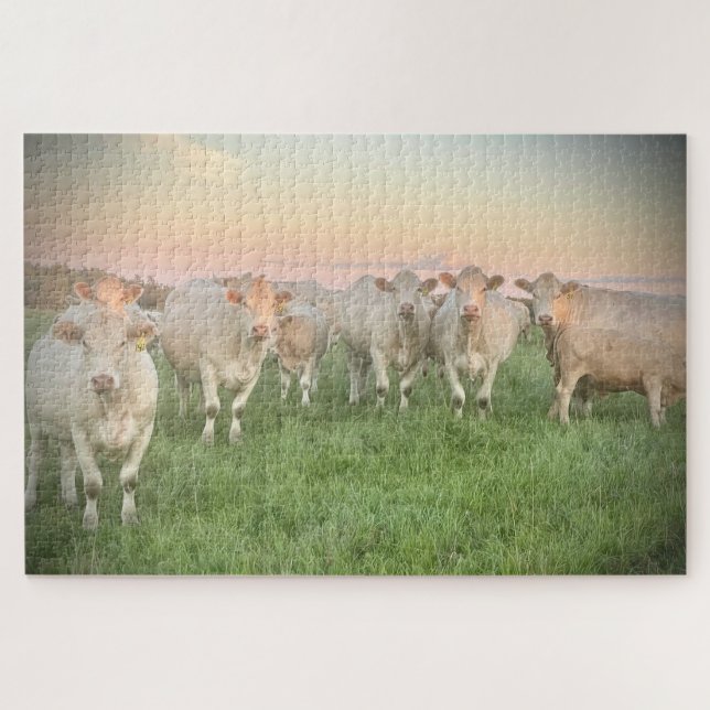 Pretty Pastel Charolais Cattle in Pasture Jigsaw Puzzle (Horizontal)