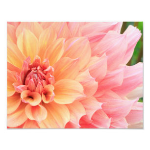 Pretty Pastel Pink and Yellow Dinnerplate Dahlia Photo Print