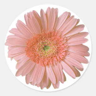 Pretty Peach Gerber Daisy Sticker